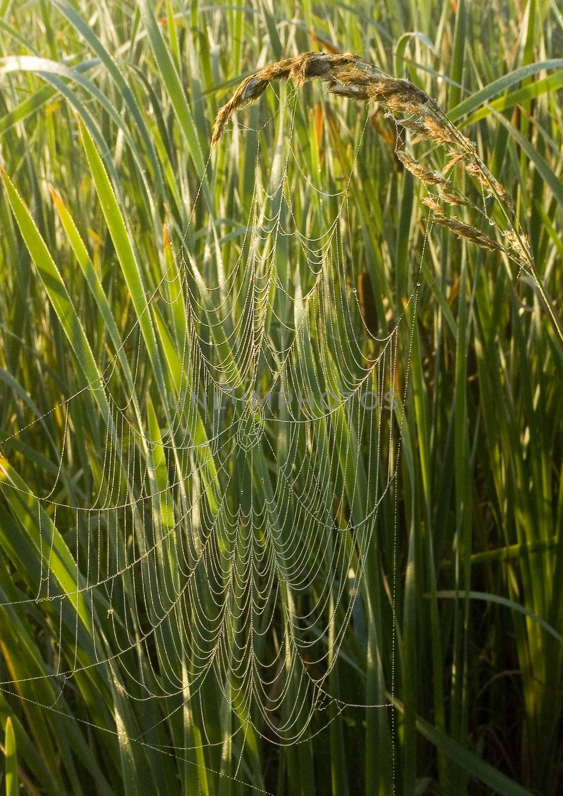 Beautiful spider web in the morning