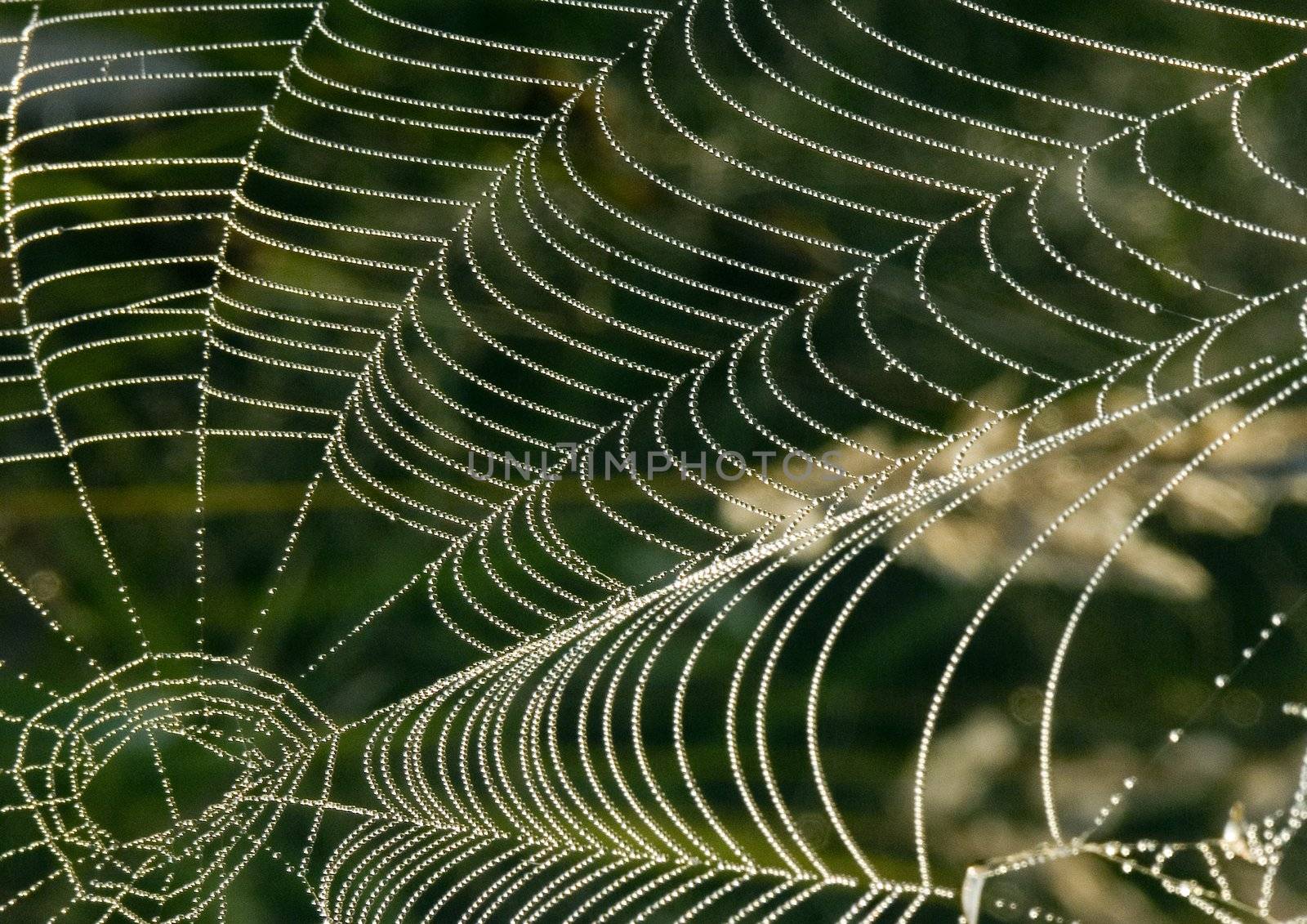 Beautiful spider web in the morning