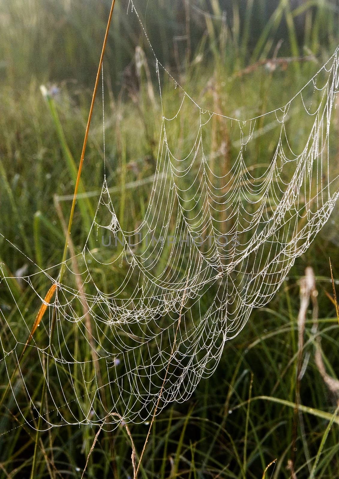 Closeup of morning dew on a spiderweb by shiffti