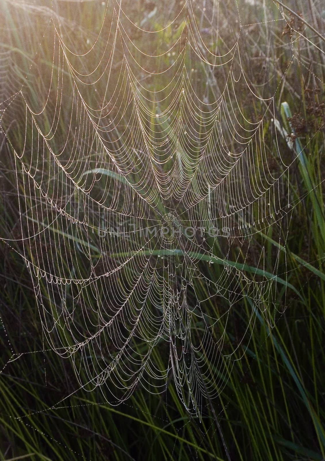 Spider web with early morning dew on it.