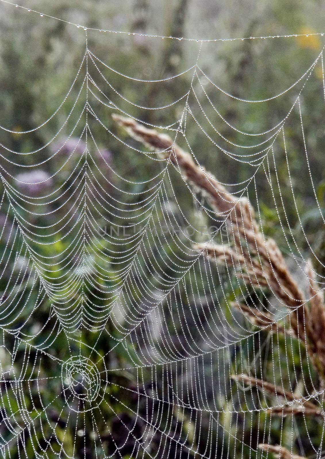 Closeup of morning dew on a spiderweb by shiffti