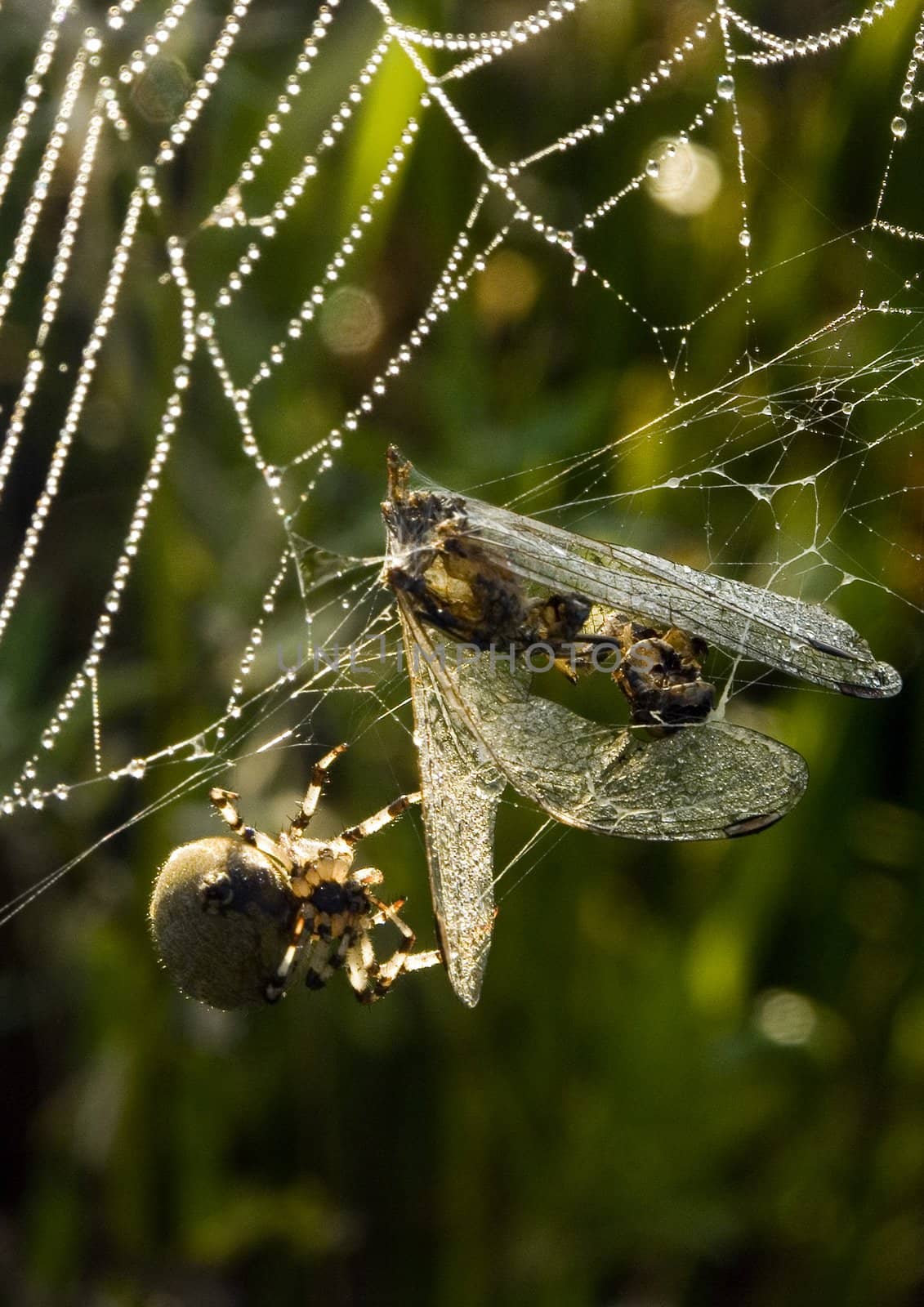 Closeup of morning dew on a spiderweb by shiffti