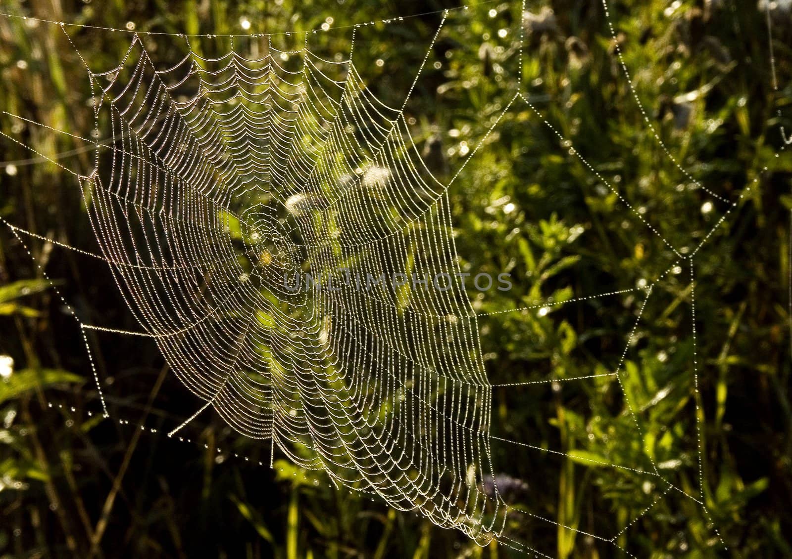 Spider web with early morning dew on it.