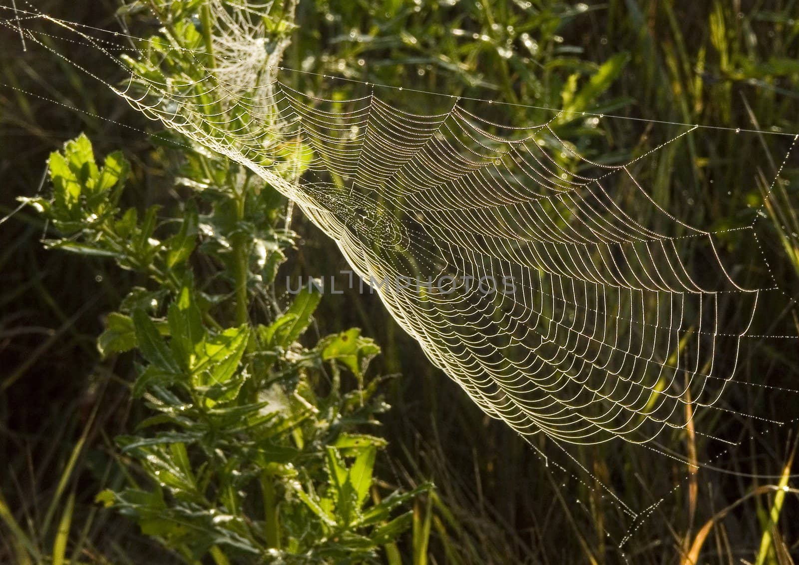 Spider web with early morning dew on it.