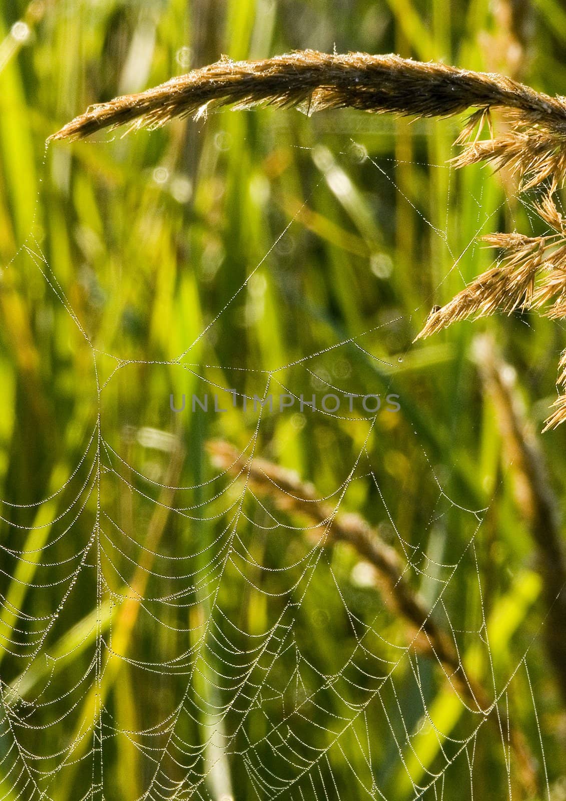 Spider web with early morning dew on it.