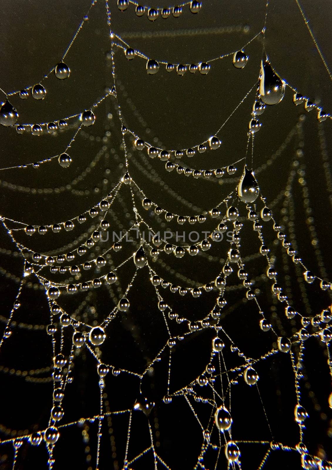 Spider web with early morning dew on it. by shiffti