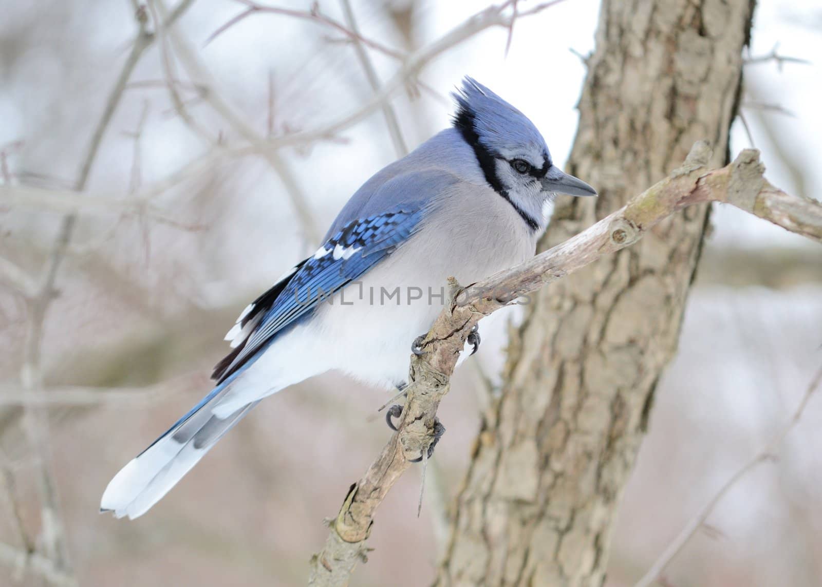 A blue jay perched on a tree branch.