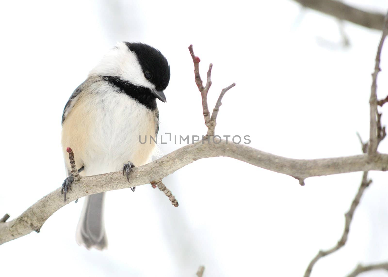 A black-capped chickadee perched on a tree branch.