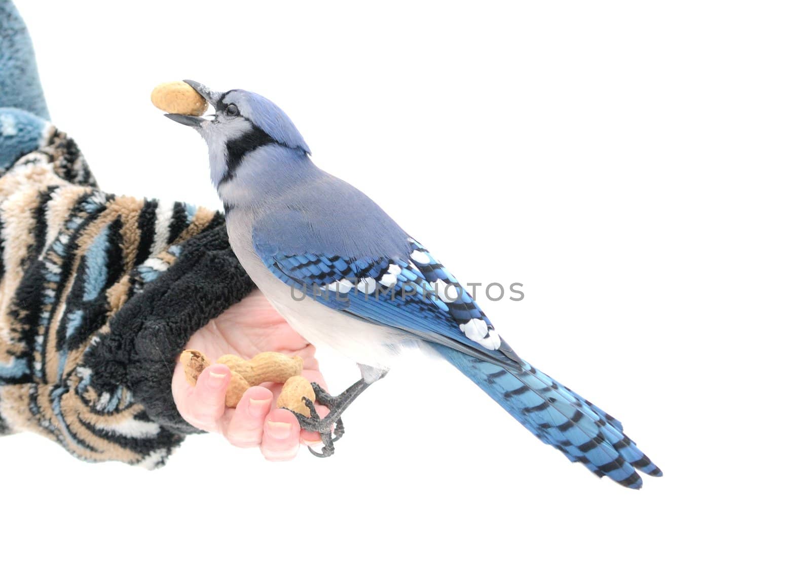 A blue jay perched on a hand with a peanut.