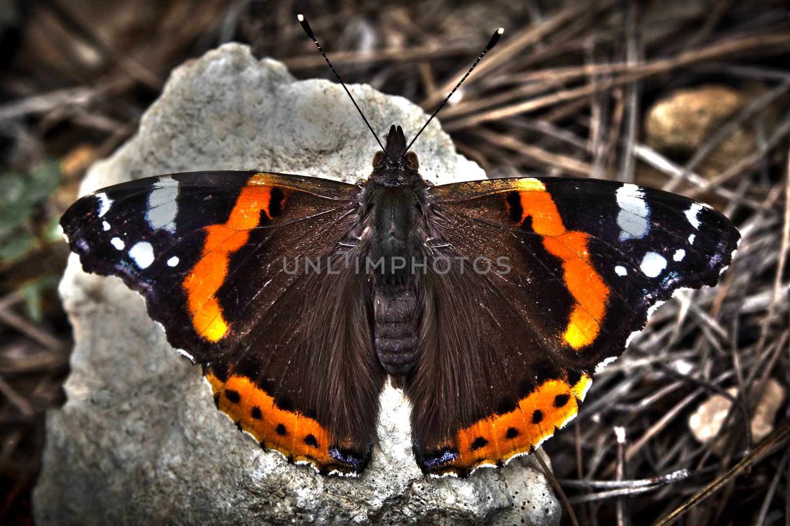 Vanessa Atalanta or as commonly known as Red Admiral