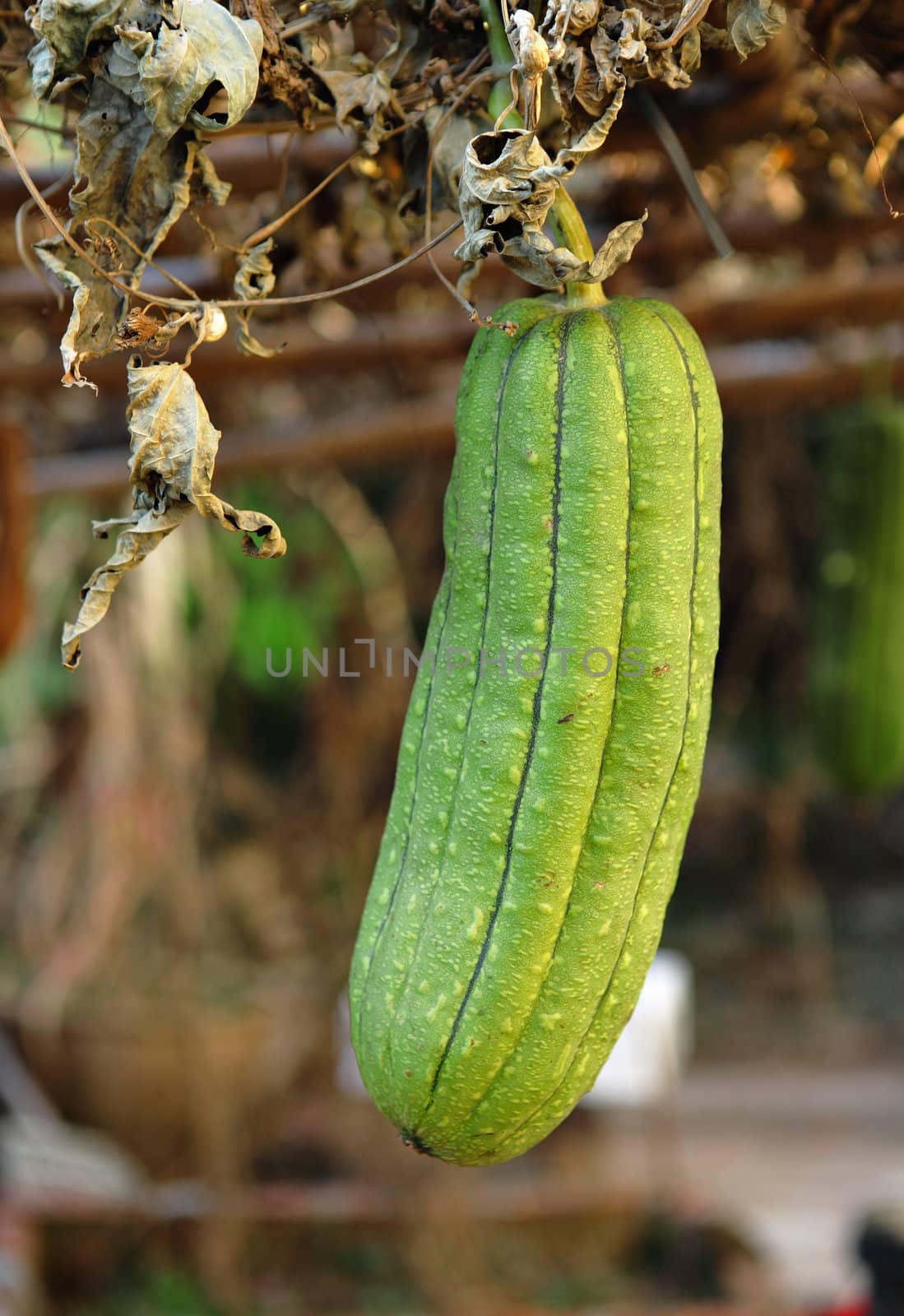 Fresh green sponge gourd