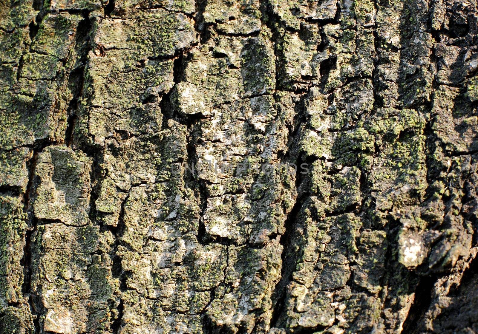 Tree bark texture