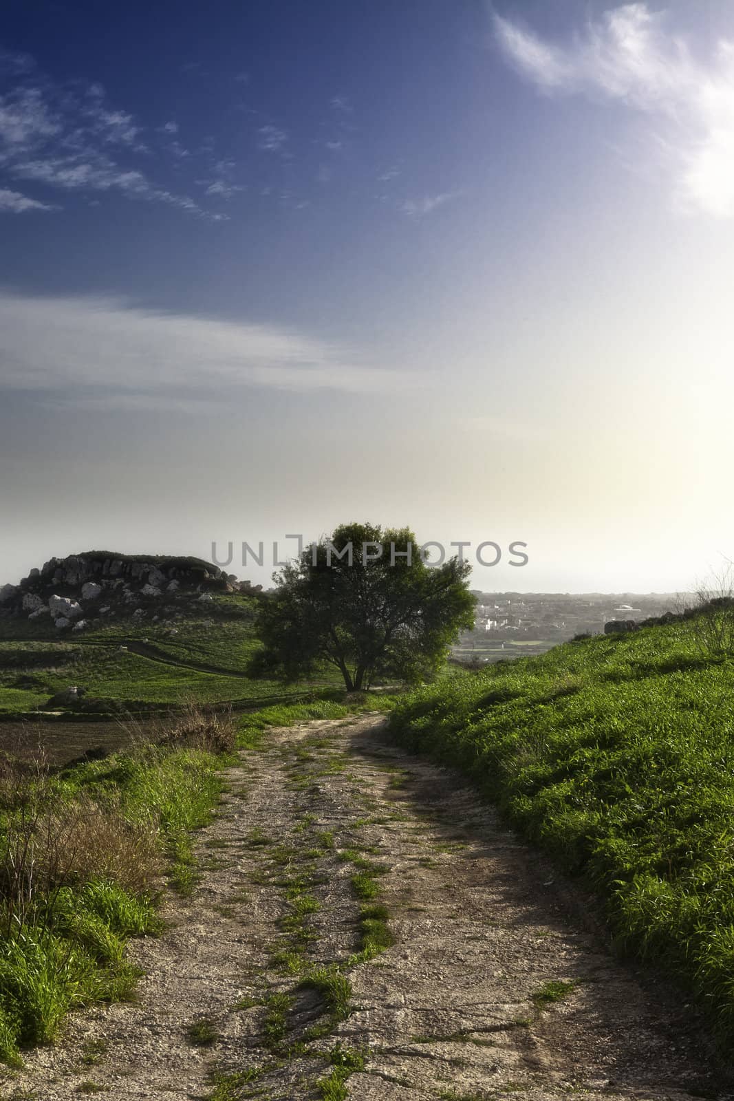 Pathway in Malta's countryside leading to a lone tree, with Bronze Age settlement hill in background