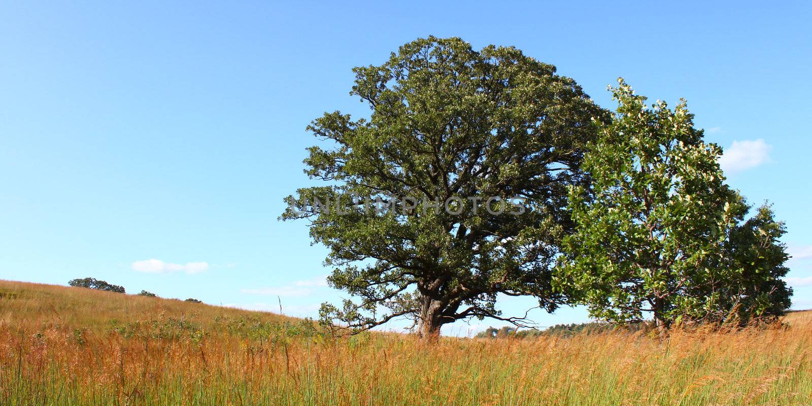 A giant old oak tree in the prairie at Nachusa Grasslands of northern Illinois.