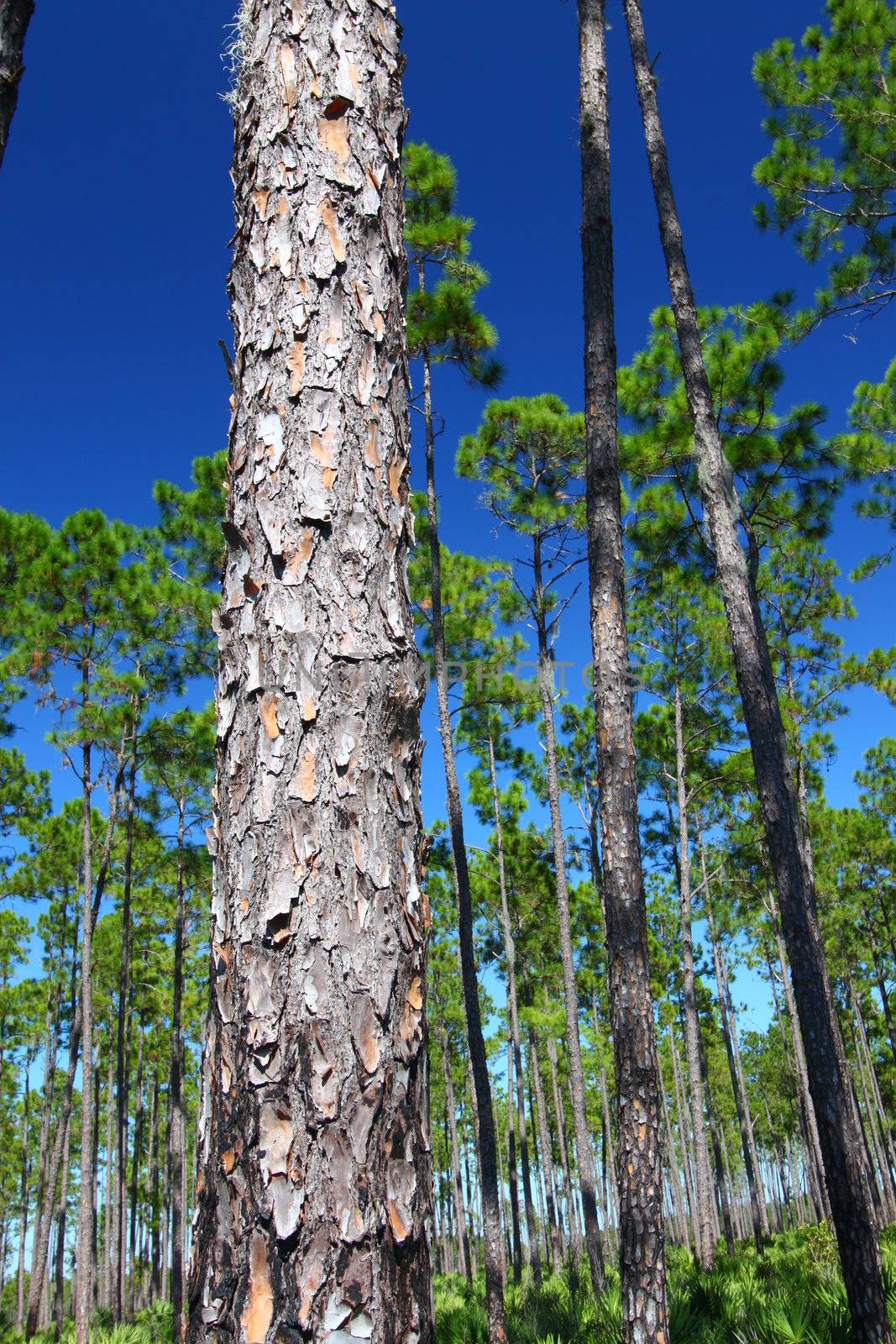 The beautiful pine flatwoods of Florida on a clear day.