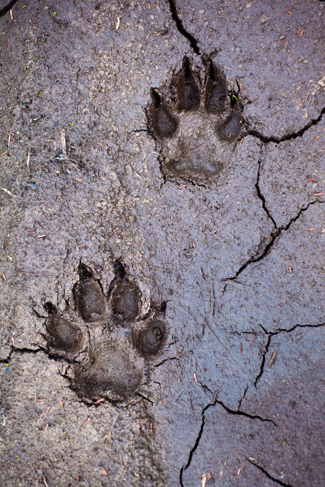 Wolf tracks in cracked mud