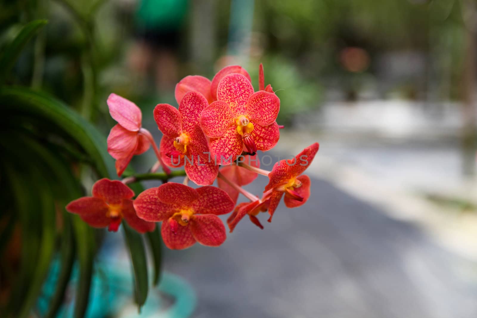 Exotic orchid garden in Thailand - travel and tourism.