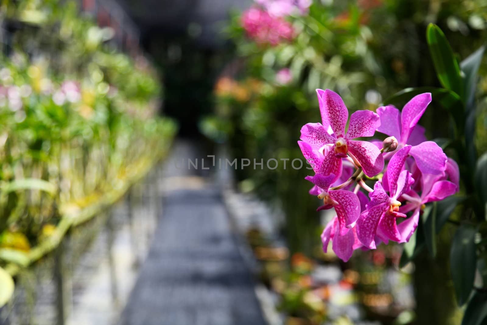Orchid garden by ginaellen