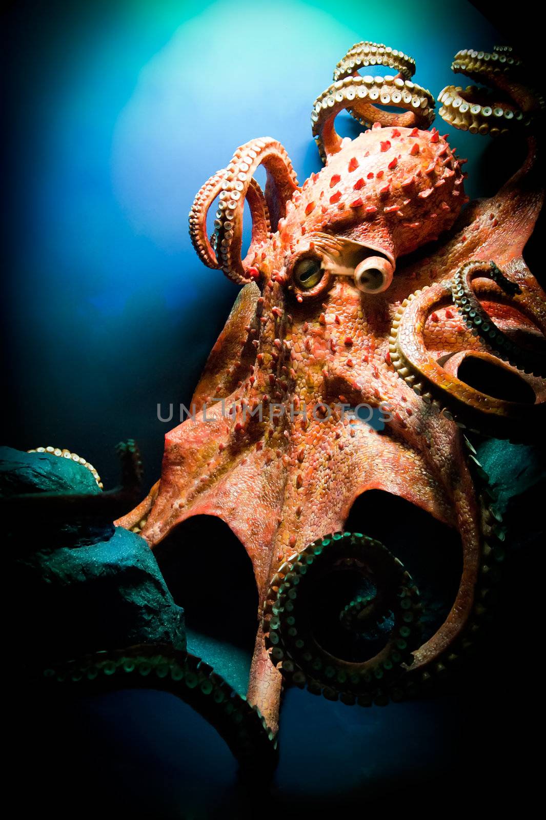 Scary Giant Octopus, taken with Nikon D700