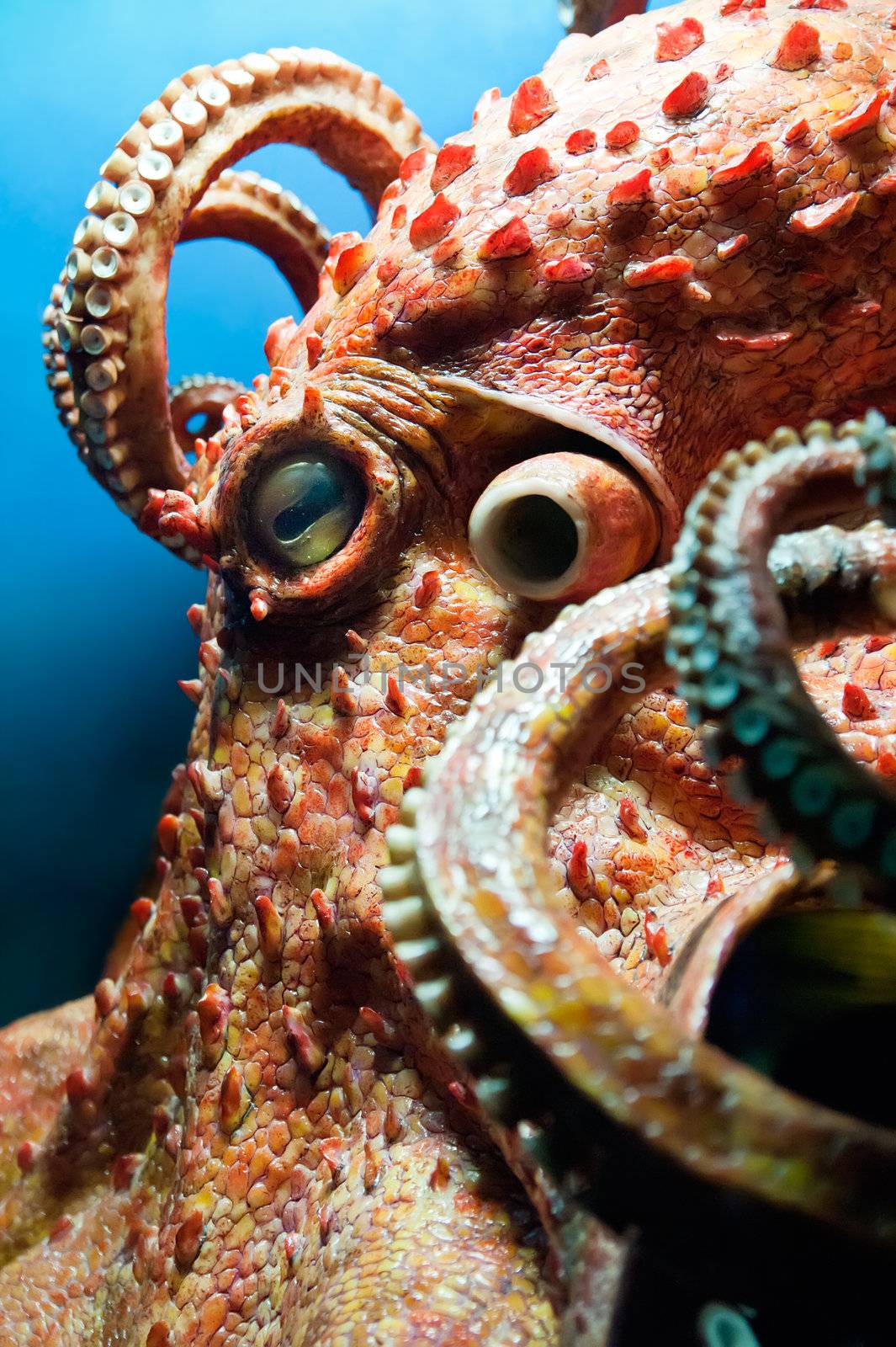 Head of an Octopus with some Tentacles