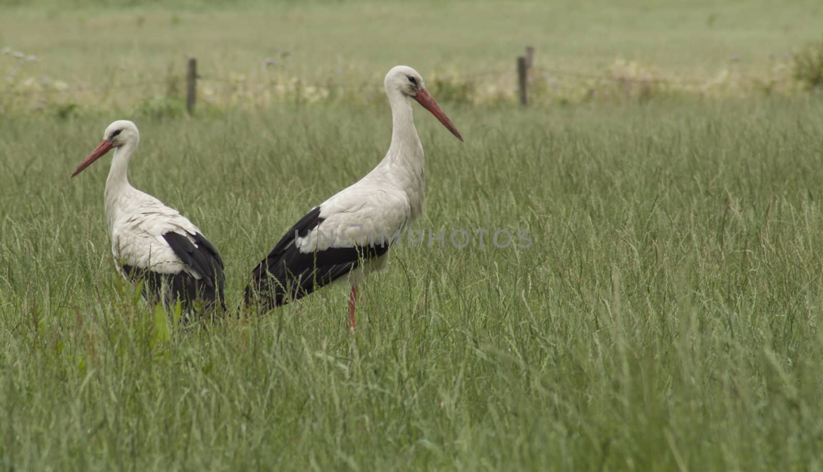 Two storks