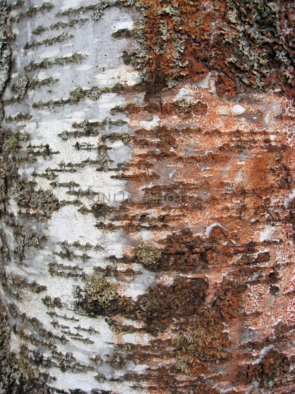 Tree bark texture background