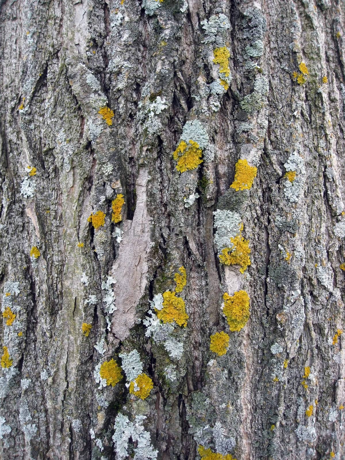 Tree bark texture background 