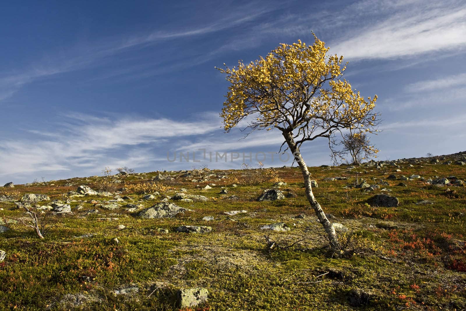 Autumn landscape with a lonely tree on the hill