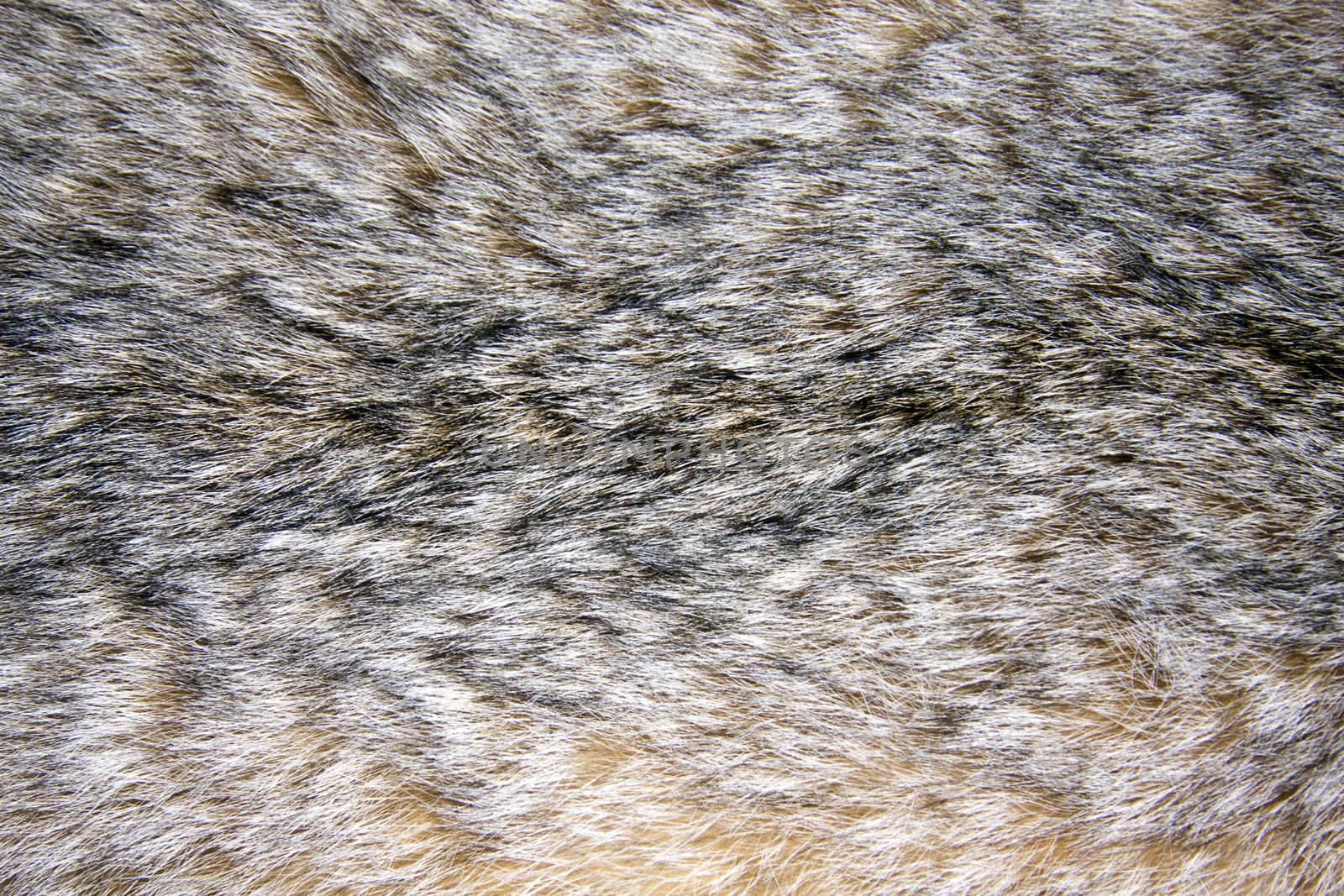 Background of lynx fur by ibphoto