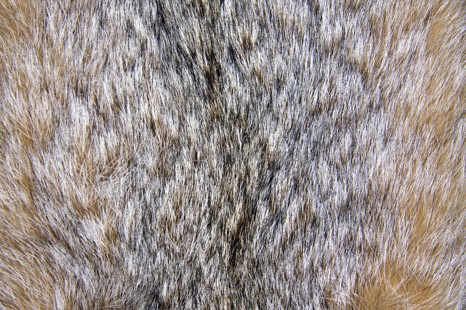 Background of lynx fur closeup