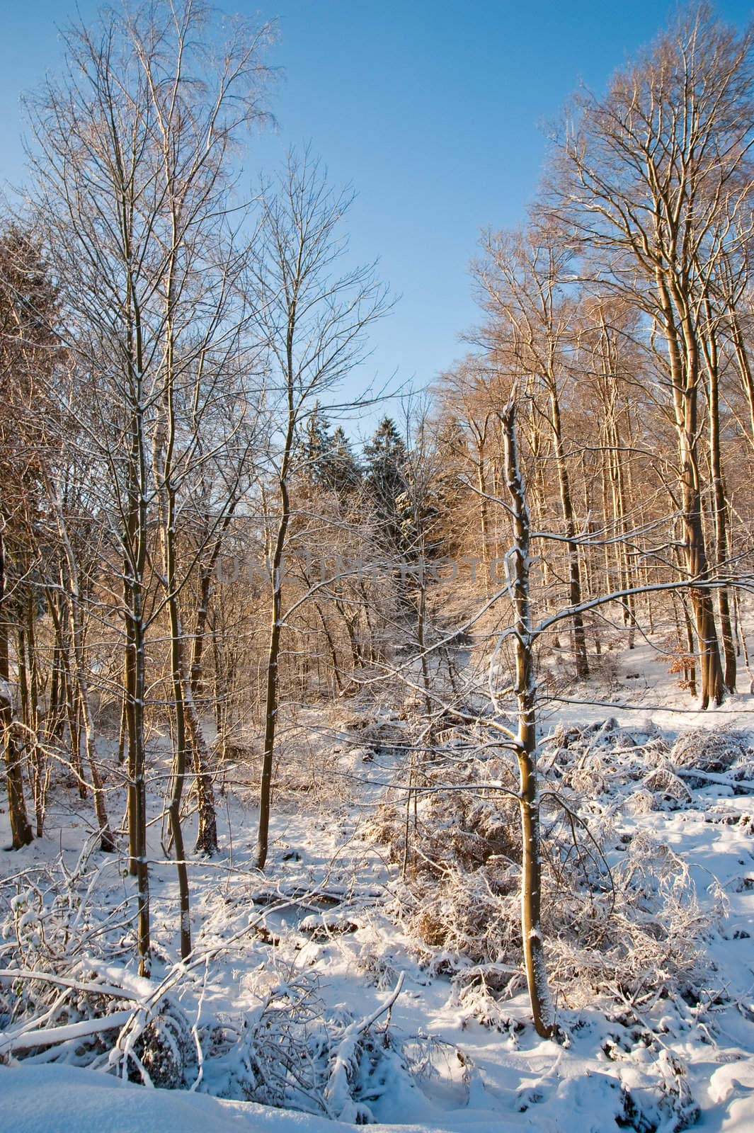 Trees and snow