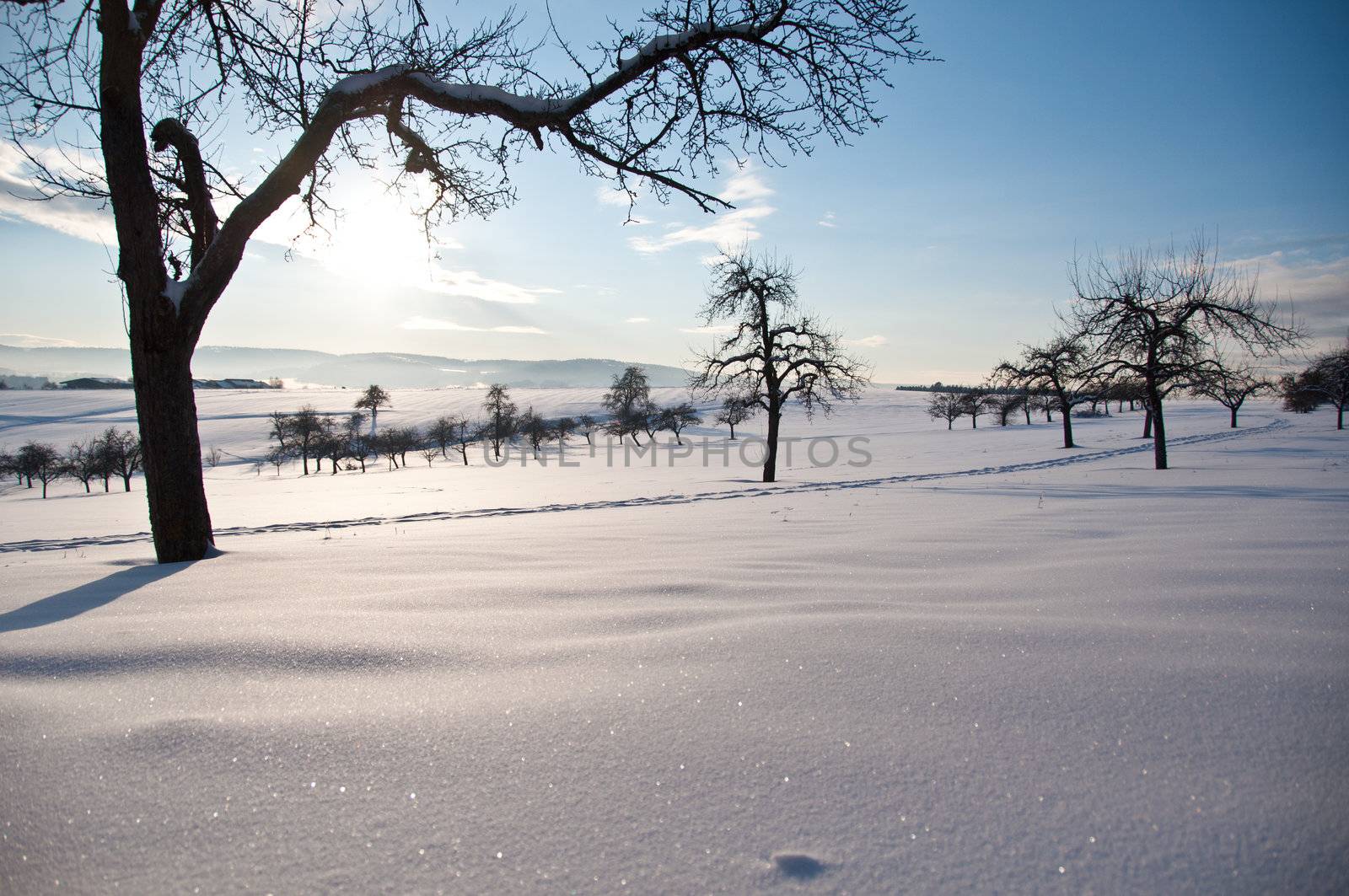 winter landscape with trees in great fresh powder snow