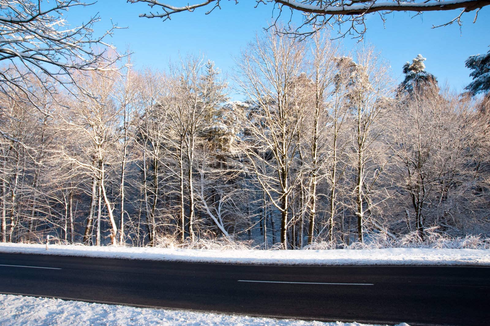 Trees and snow