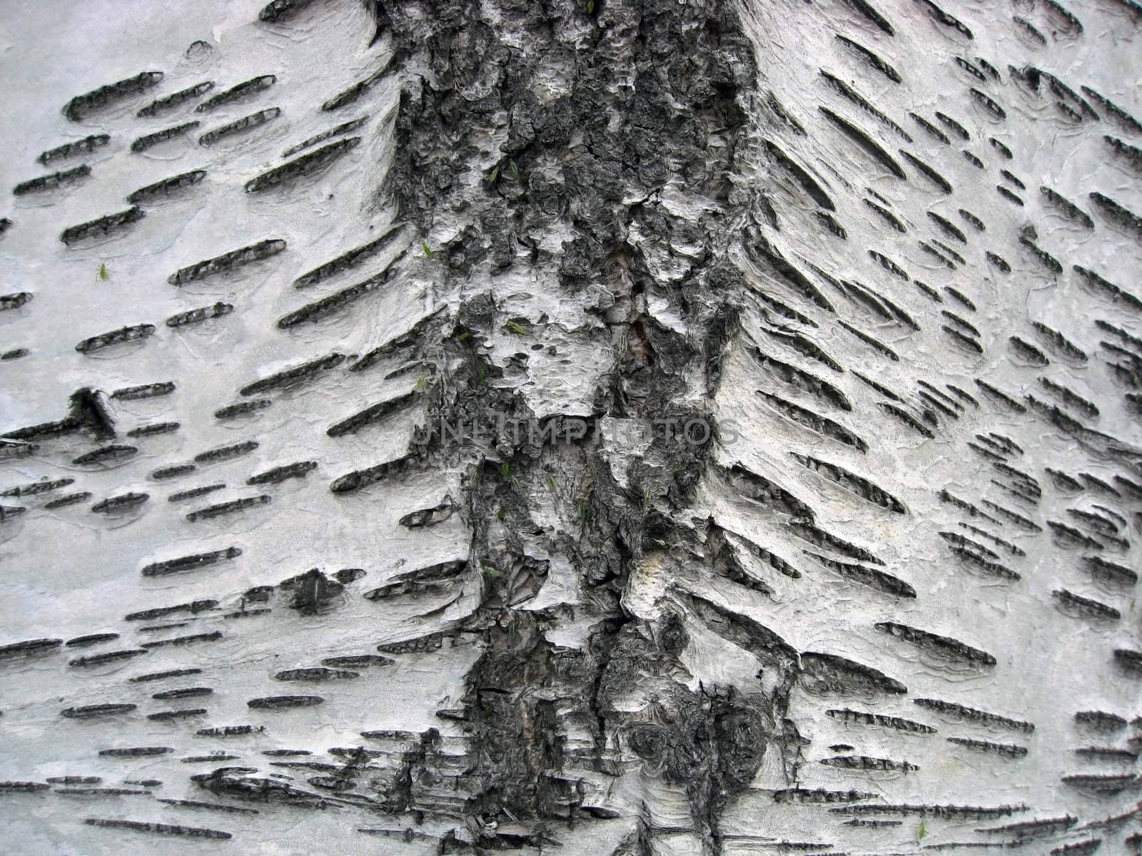 Tree bark texture background 