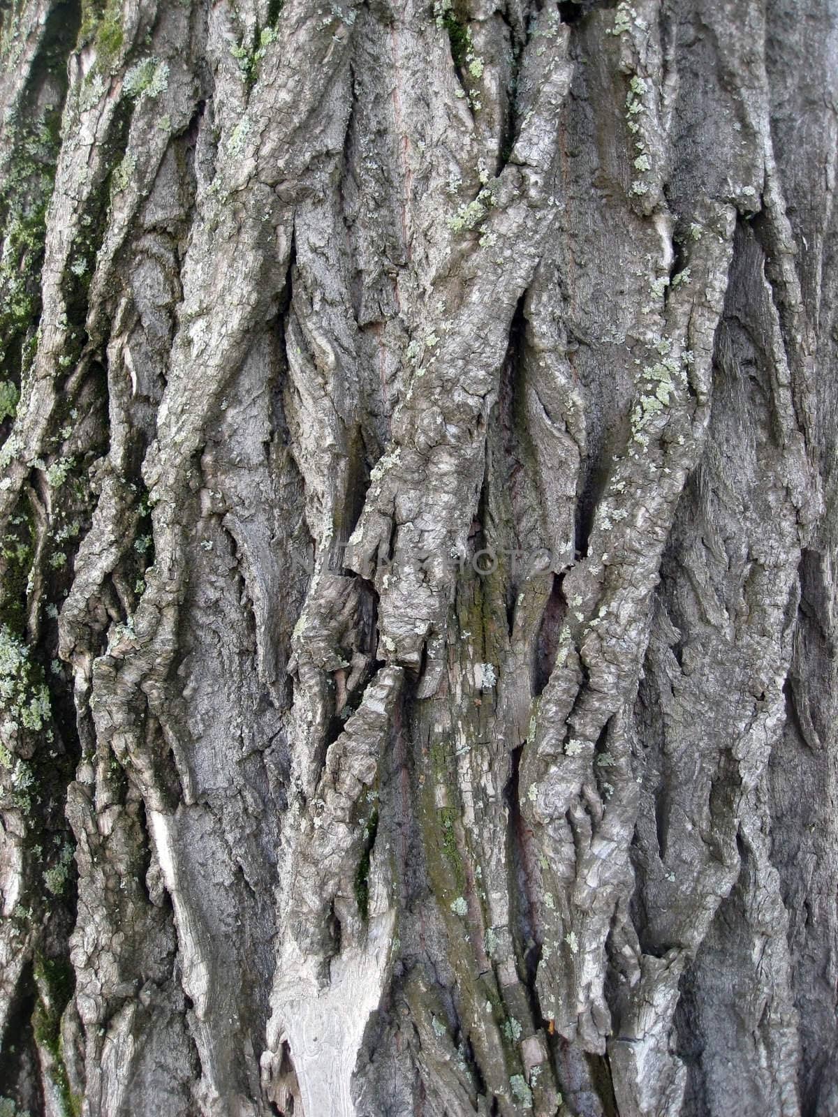 Tree bark texture background 