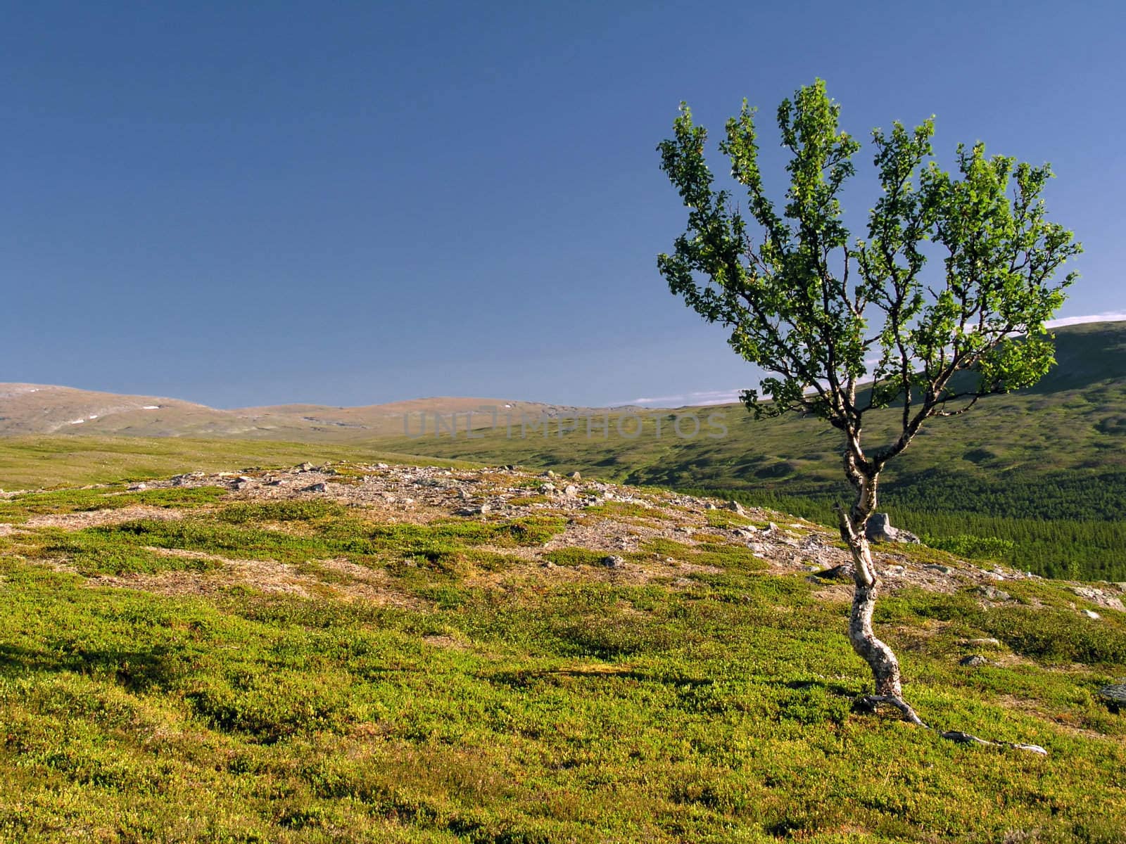 Wild landscape with lonely tree on the hill