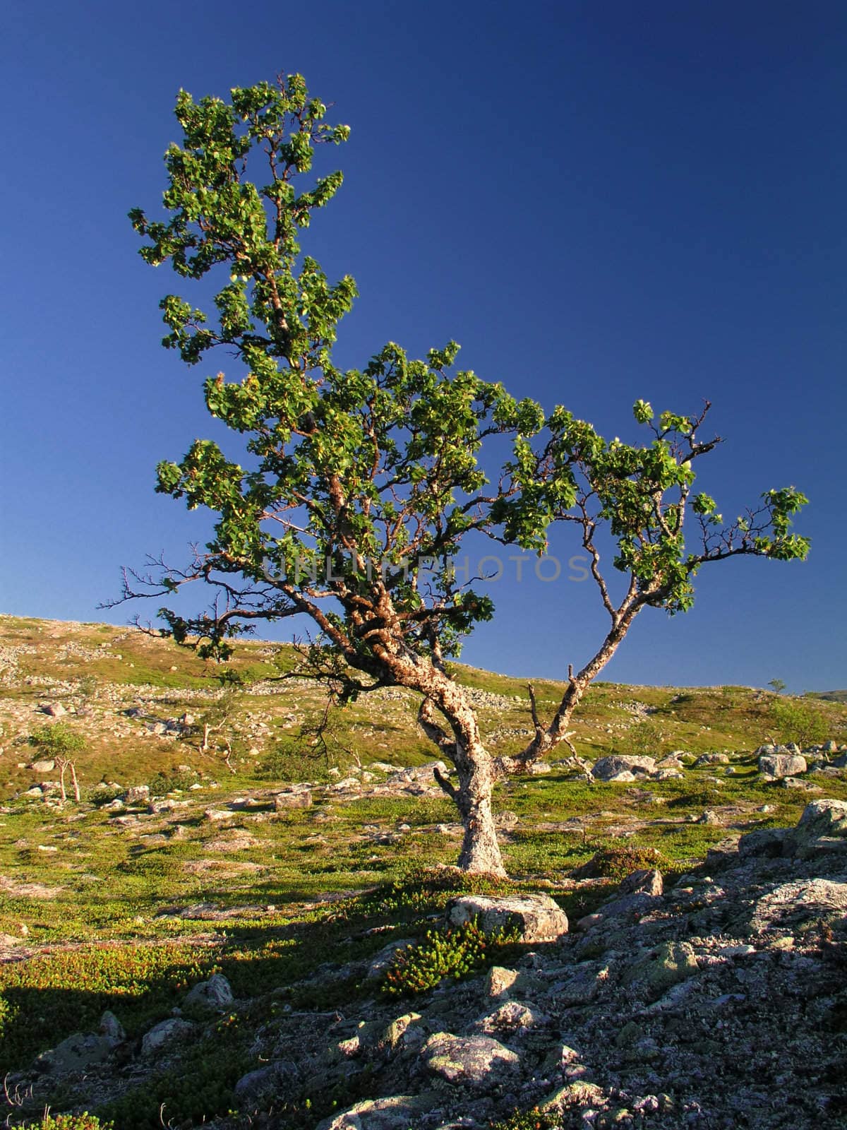 Lonely tree on the mountain 