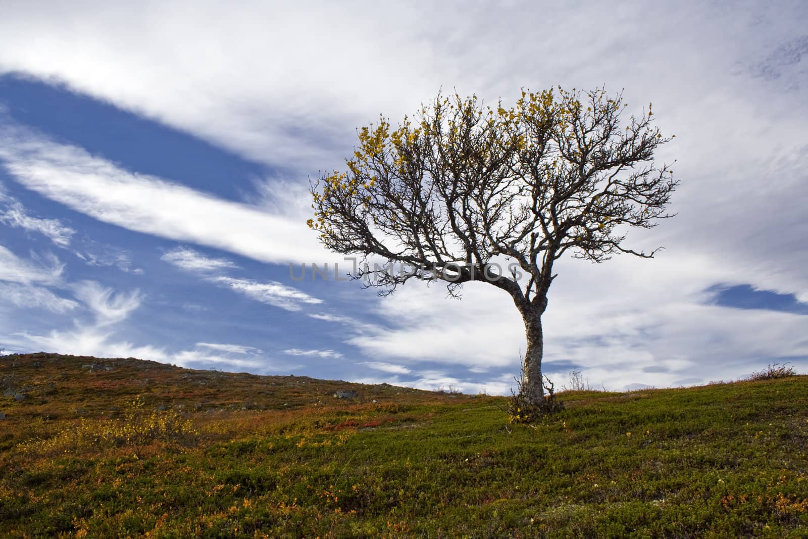 Lonely tree on the mountain with blue sky