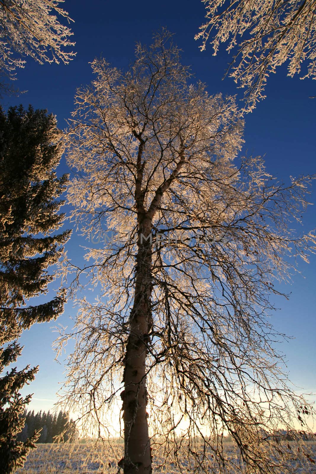 Tall frost tree with blue sky in winter
