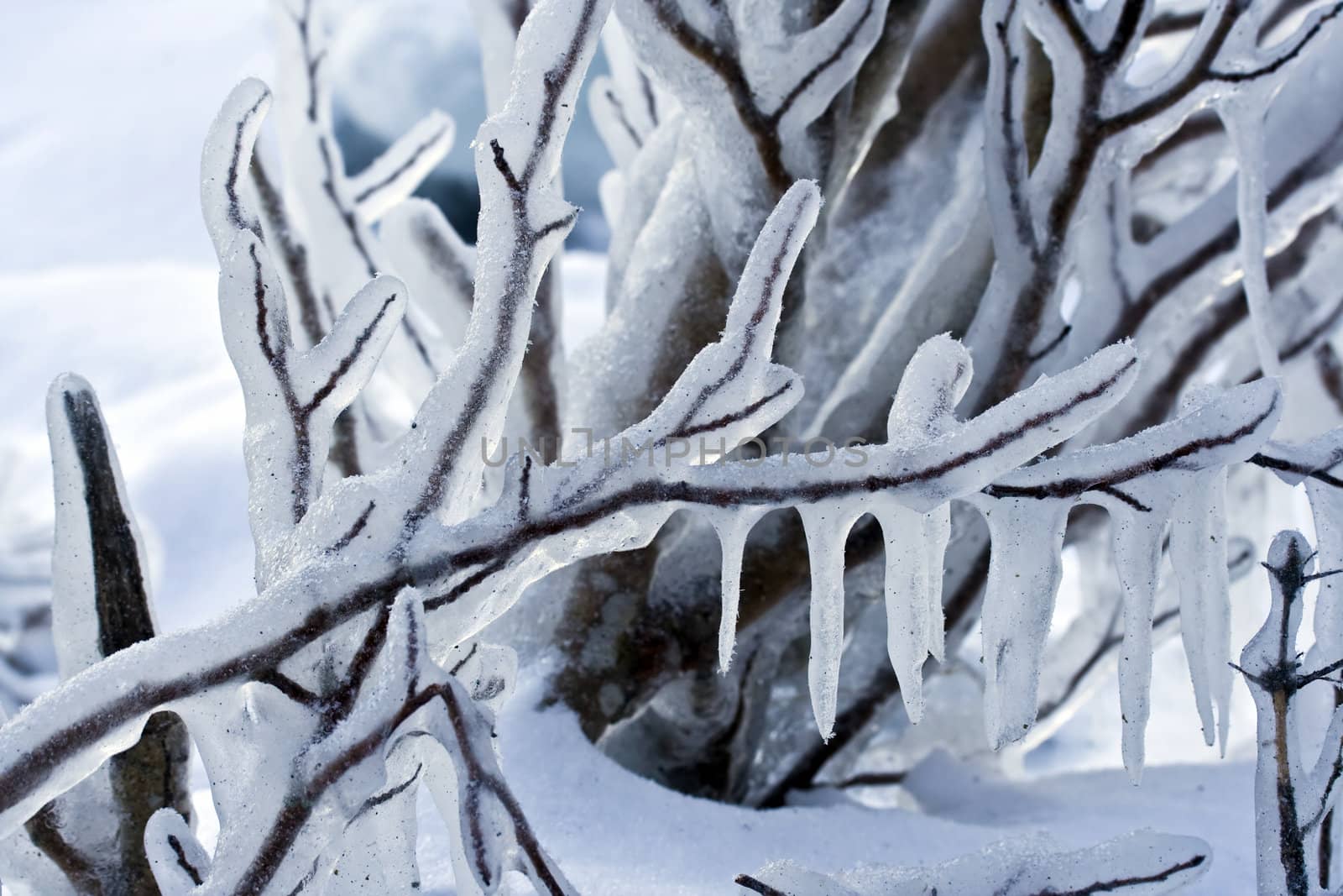 Beautiful winter frost branch closeup