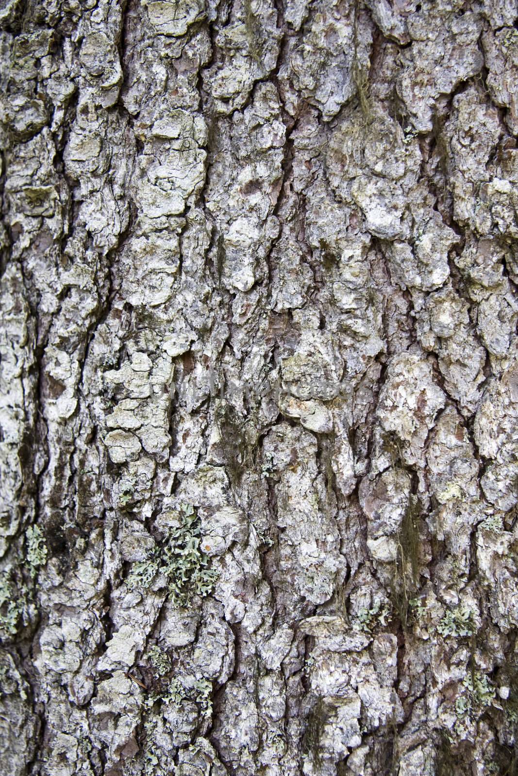 Nature tree bark texture background 
