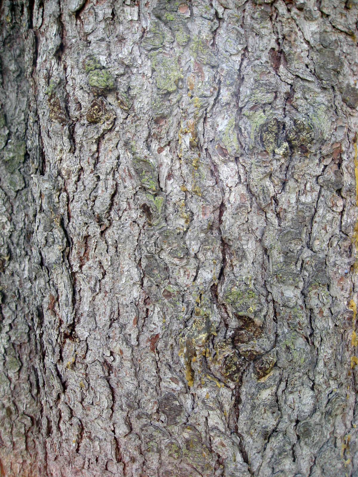 Nature tree bark texture background t
