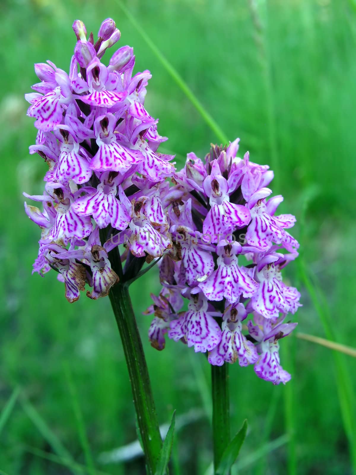 Beautiful spotted-orchids closeup 
 