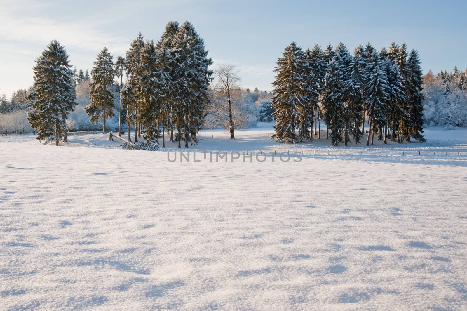 Trees and snow