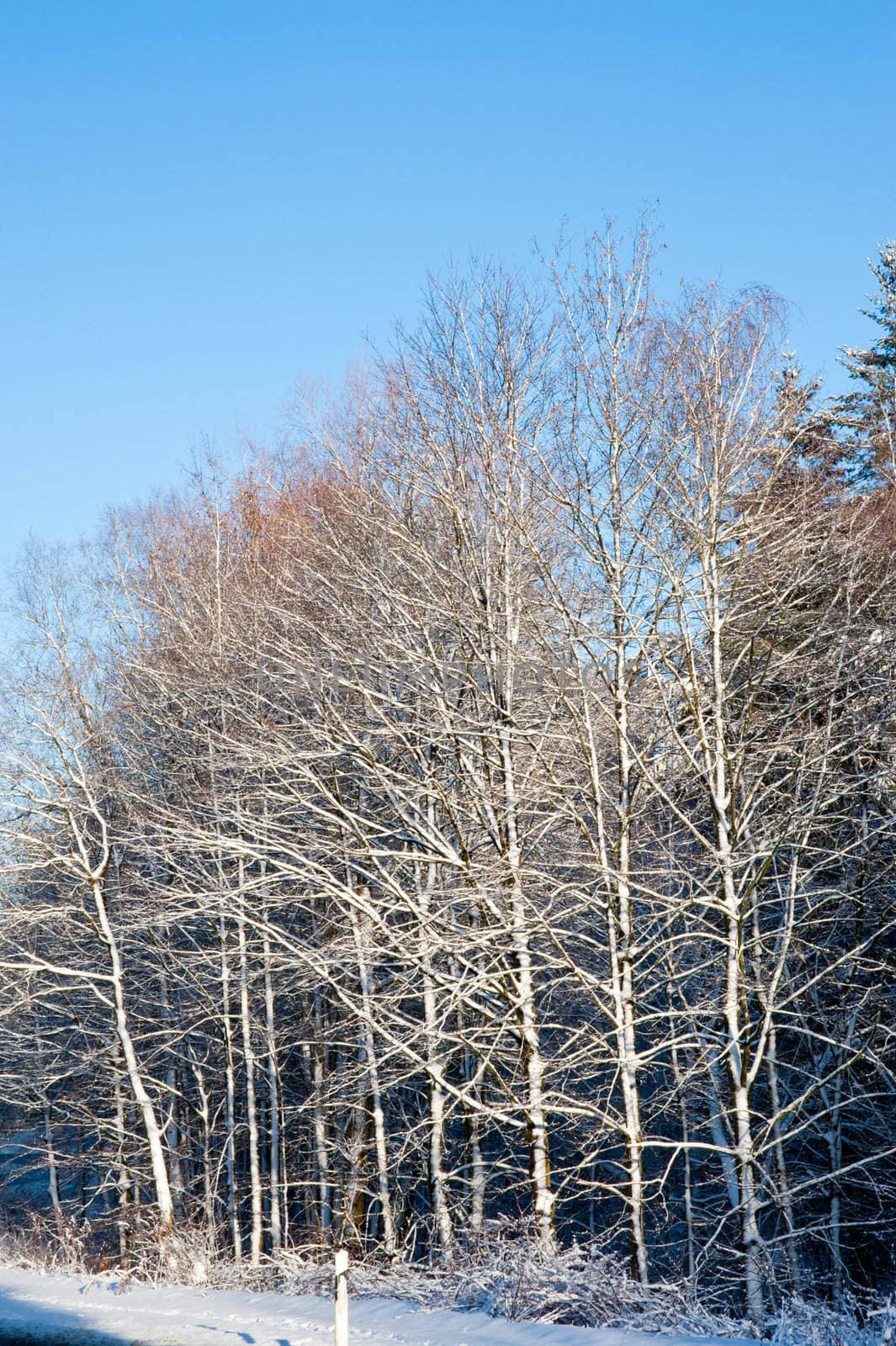 Trees and snow