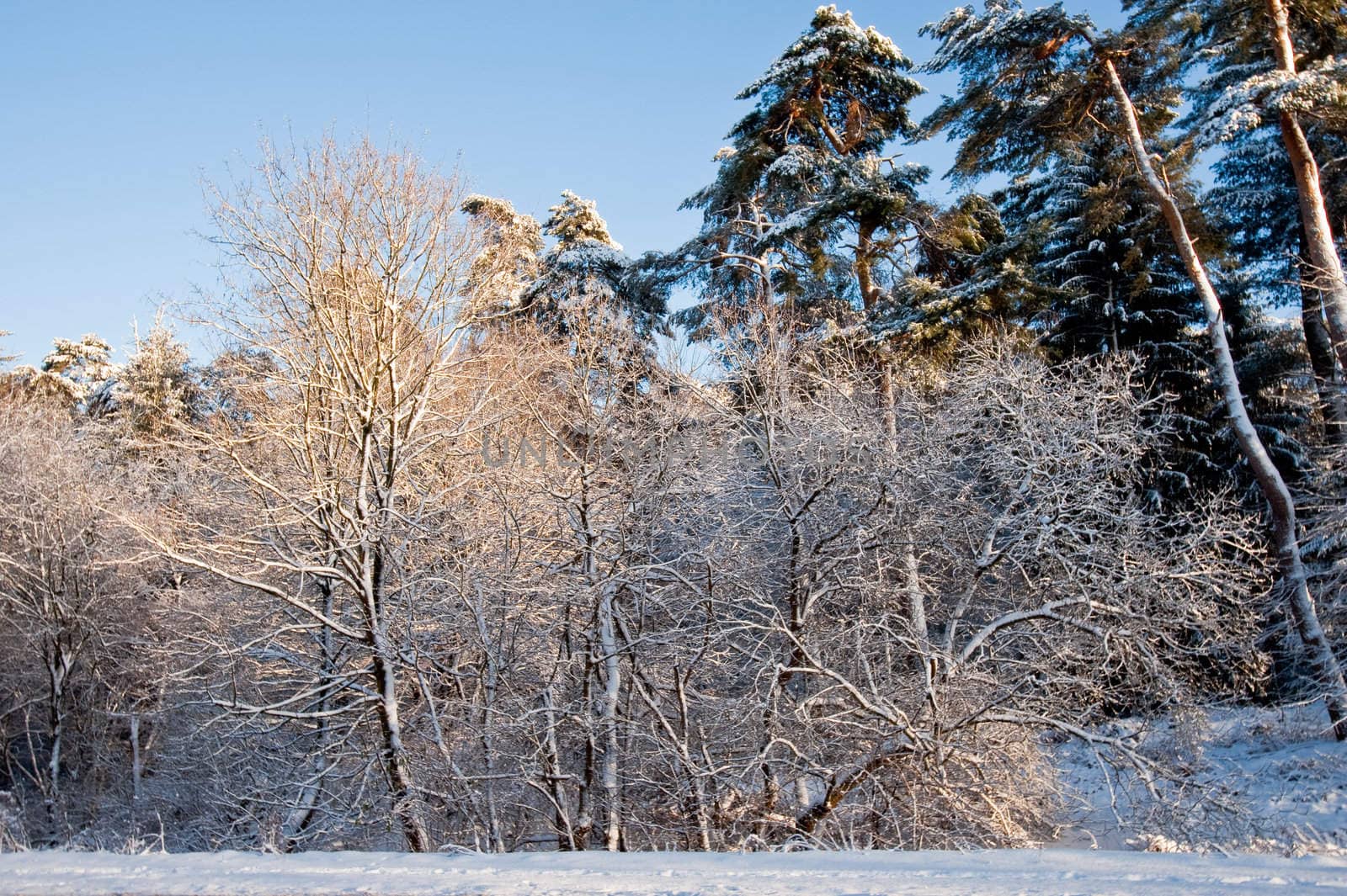 Trees and snow