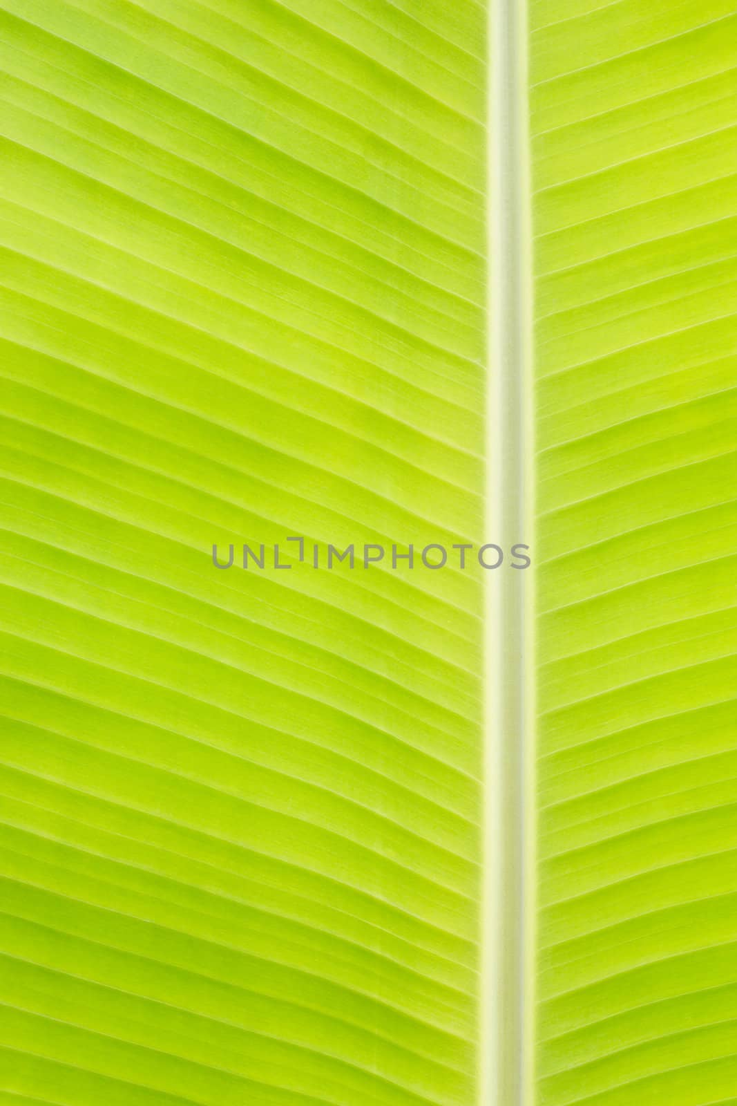 Backlit fresh green banana leaf used for backgrounds