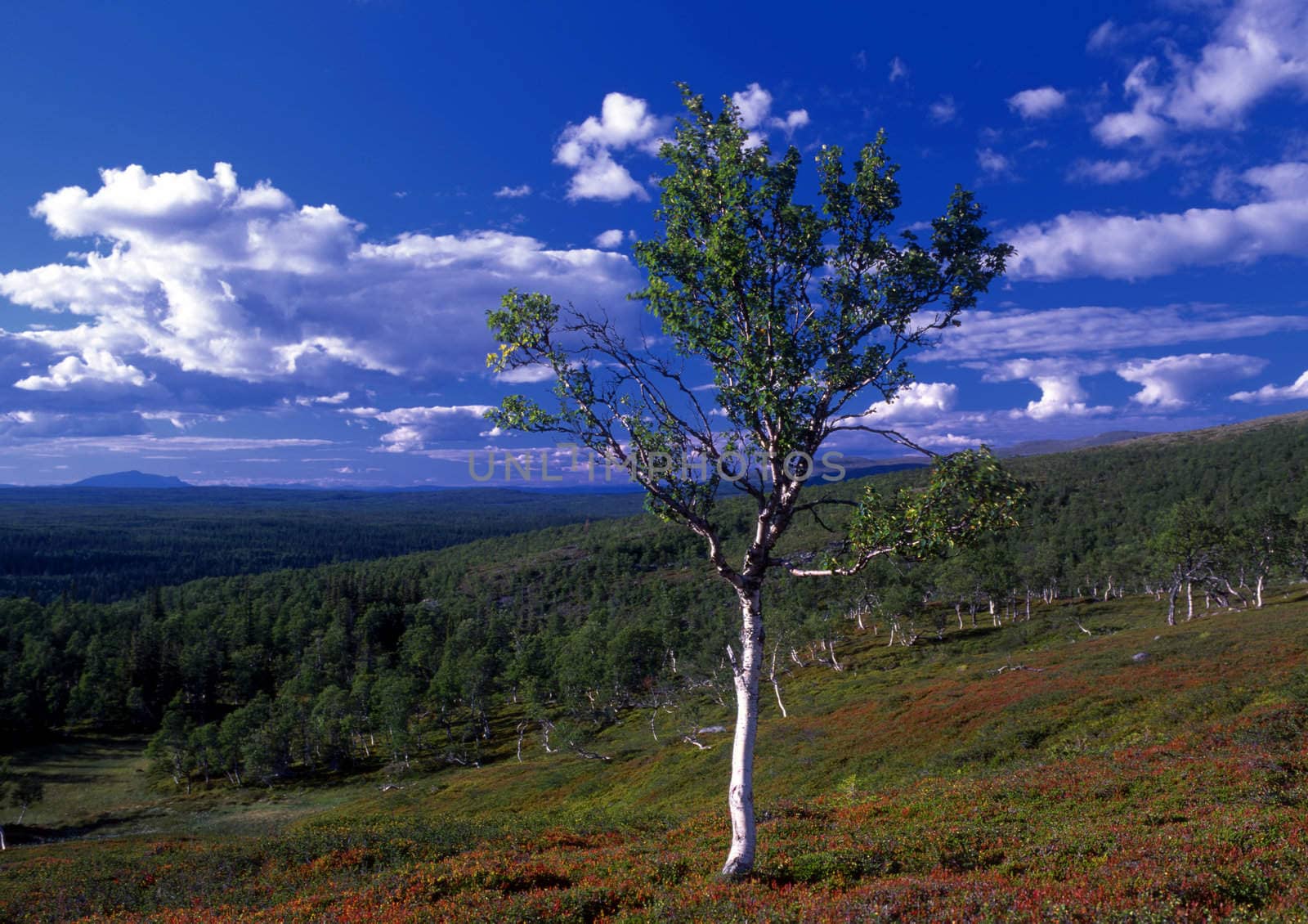 One lonely tree closeup in the mountain