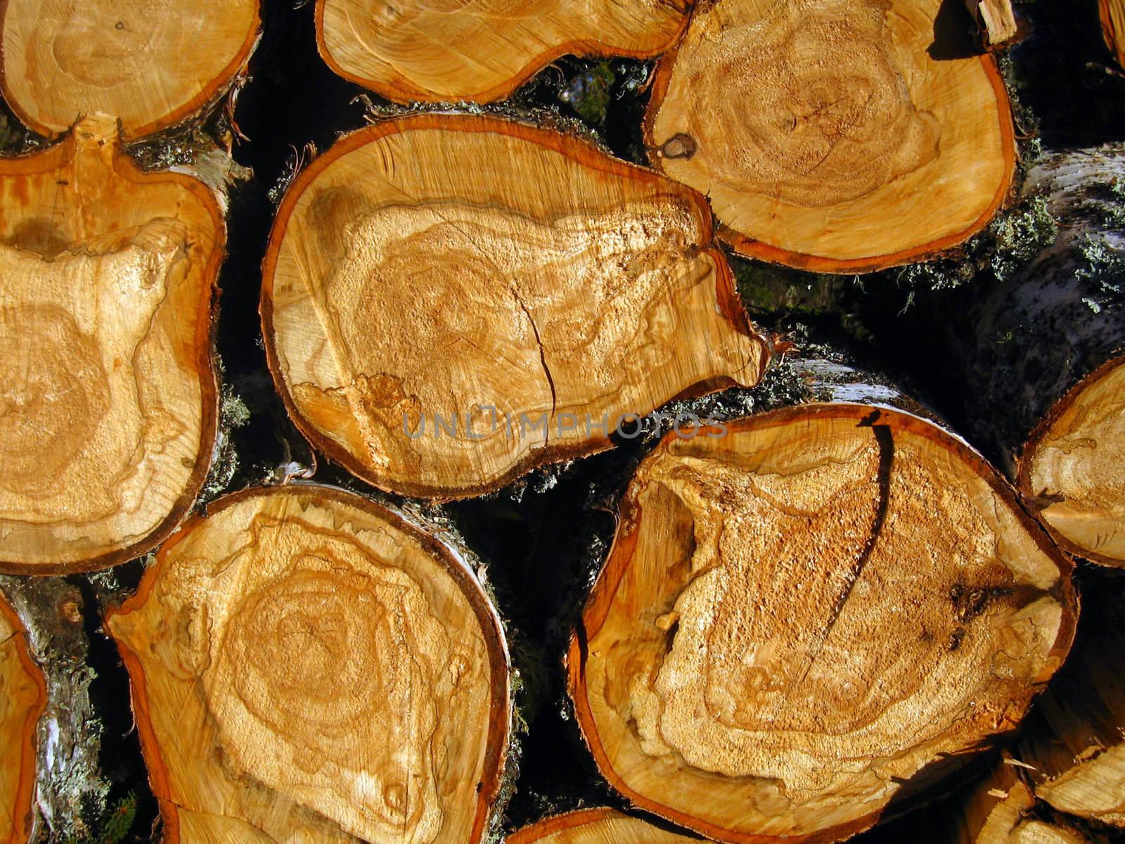 Texture of cut tree stumps background 