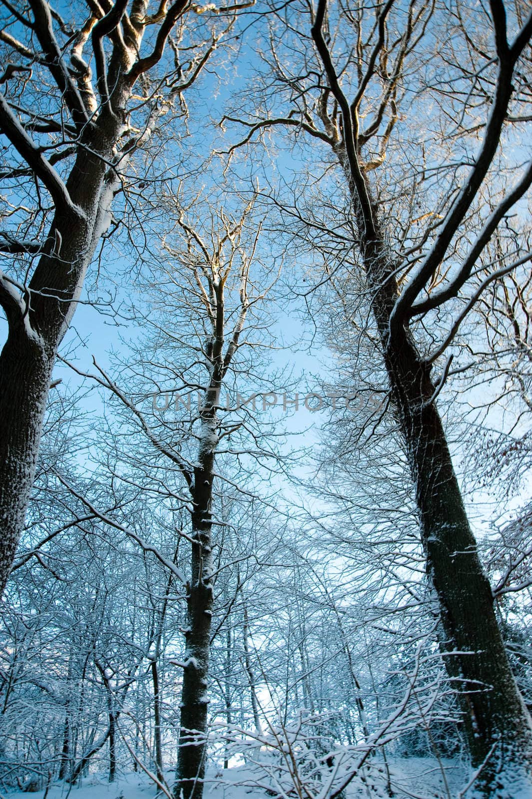 Trees and snow